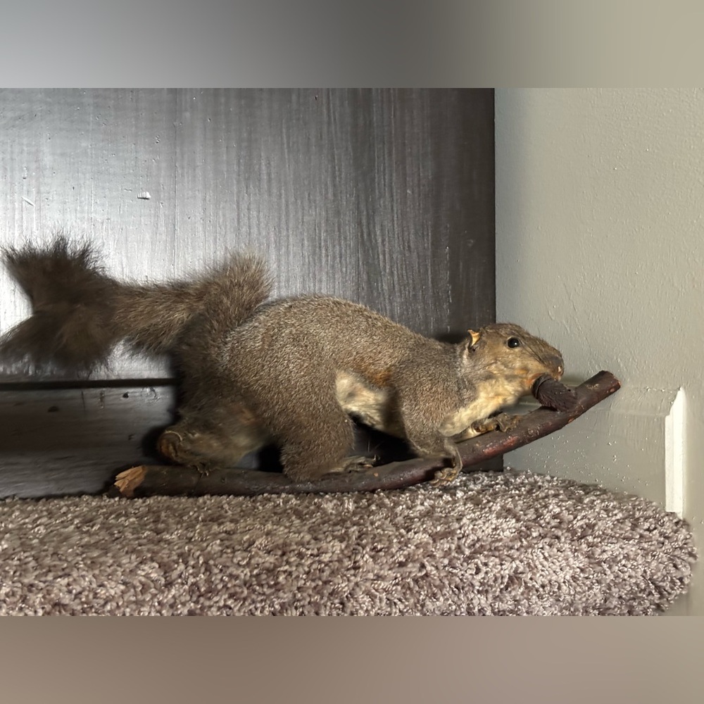 Vintage Taxidermy  Squirrel on Branch